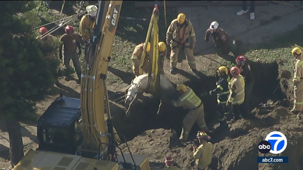 Firefighters rescue 1,200-pound horse from hole in Lake View Terrace