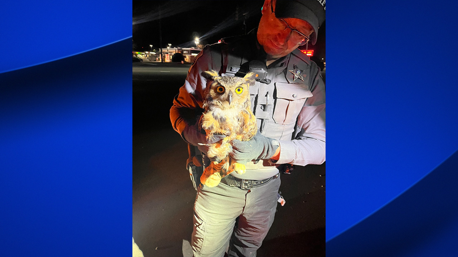 NC Deputy Owl Rescue | "One of the most unusual calls": Chatham County deputy rescues owl trapped in car - Vimarsana News