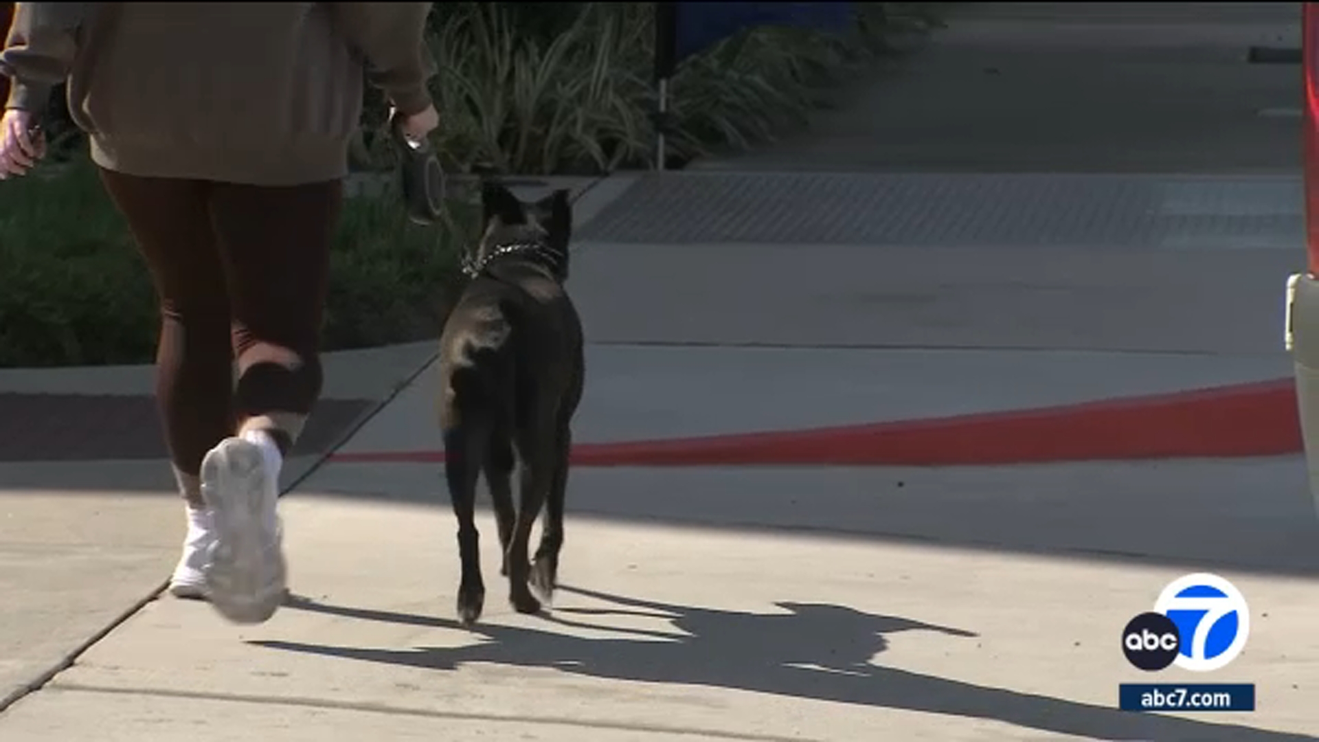Proposed CA bill would require landlords to allow pets