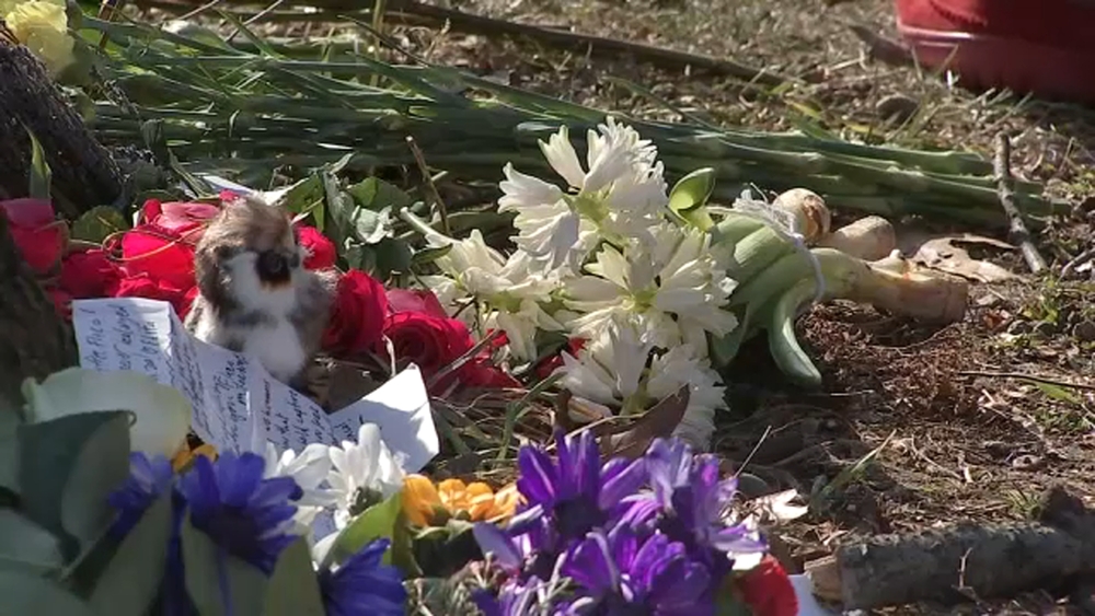 Mourners leave notes, flowers for Flaco at his favorite tree in Central Park