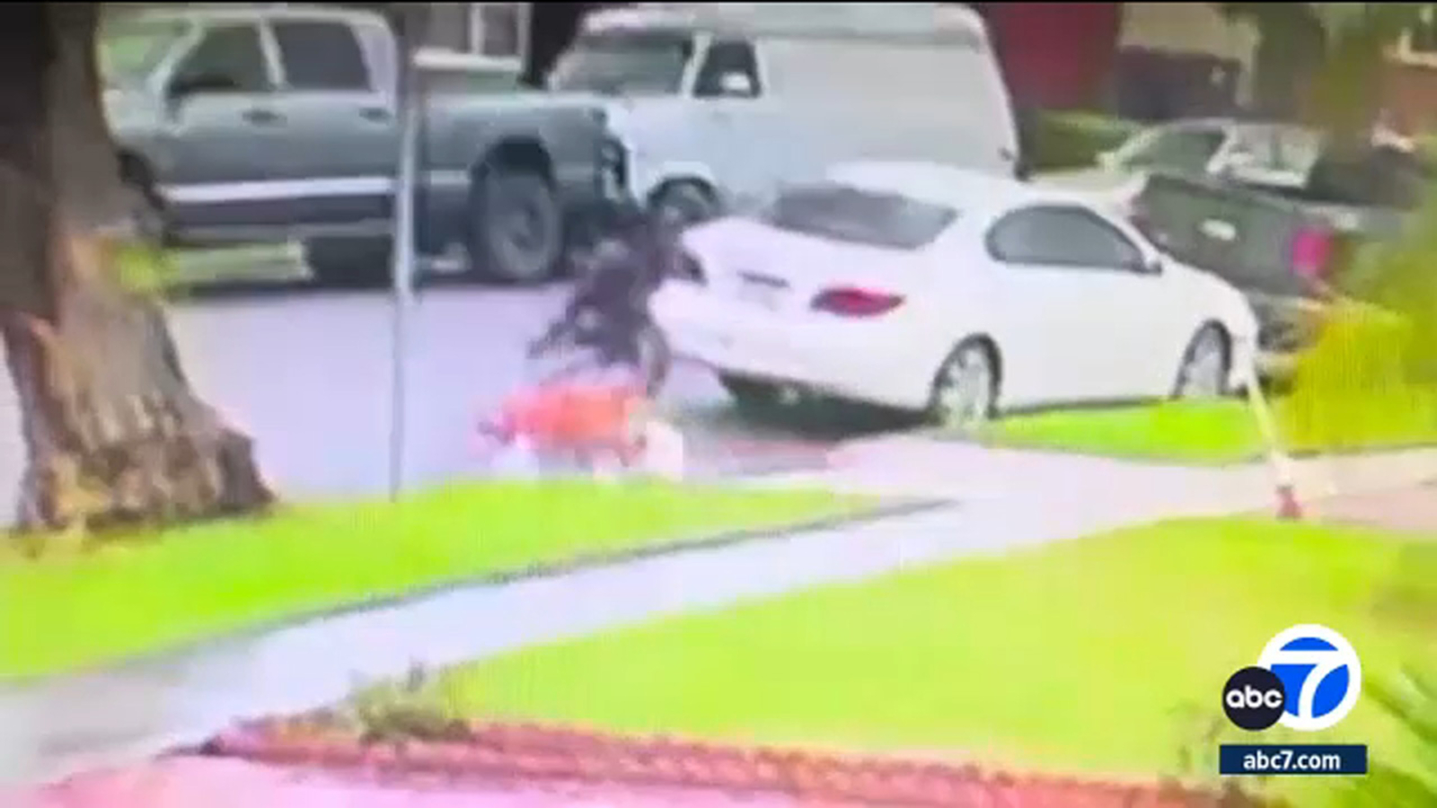 Long Beach woman attacked, her dog killed by neighbor's pit bull mixes - Vimarsana News