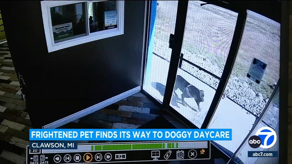 Dog owner relieved after runaway pup finds her way to familiar place