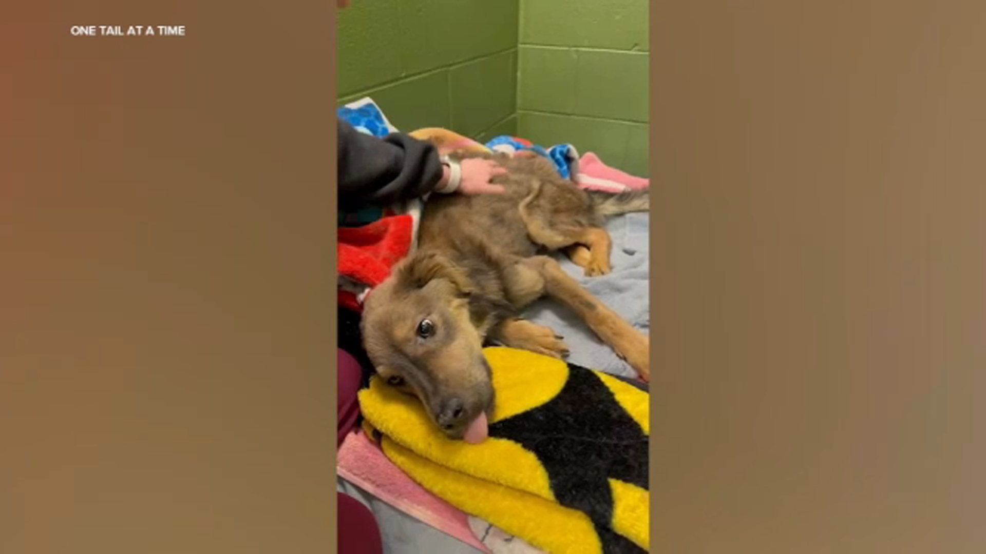 One Tail at a Time saves starving dog Sugar Snap, raising funds for medical treatment - Vimarsana News