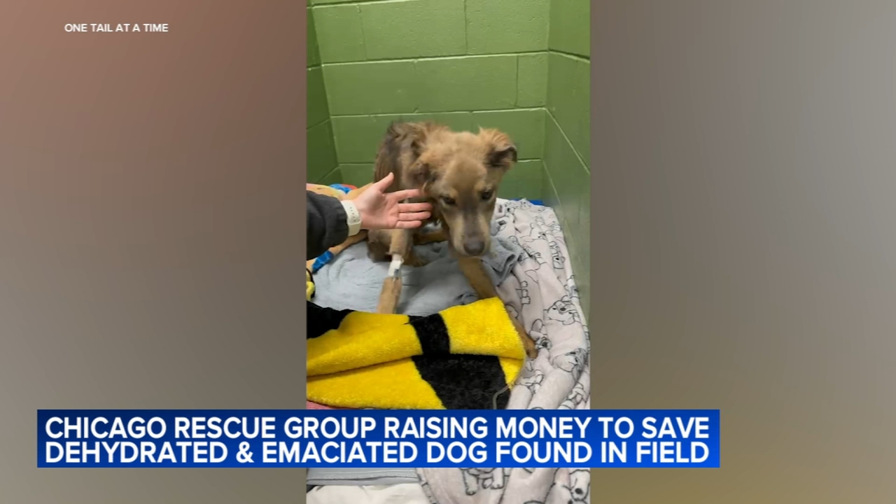 Rescue raising money to treat dog found starving, unable to stand