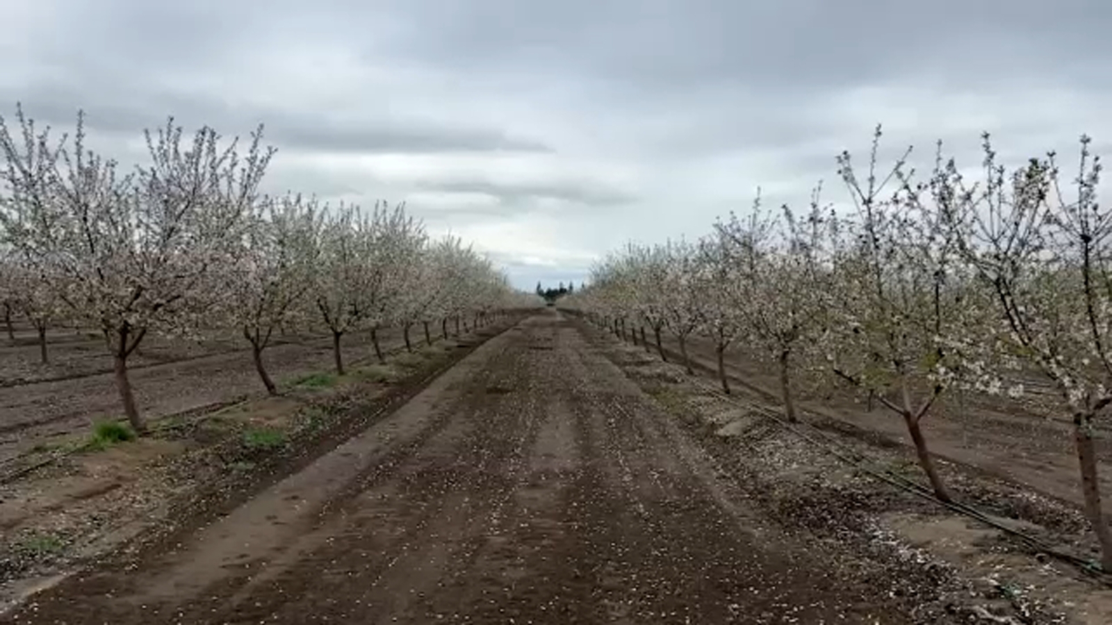 Central Valley Farmers take precaution projecting crops ahead of storm