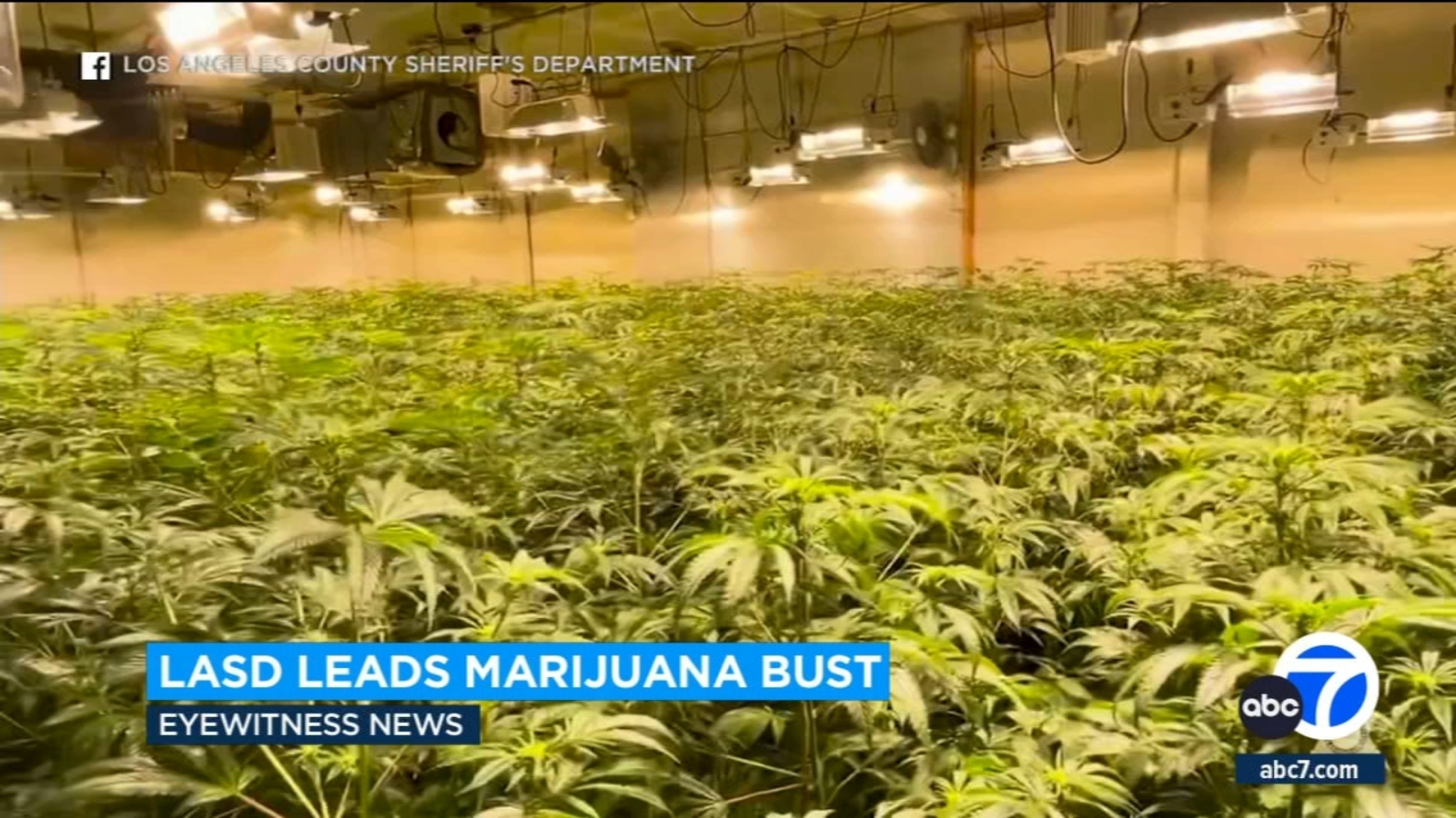 Los Angeles County Sheriff's Department seizes 5,500 marijuana plants