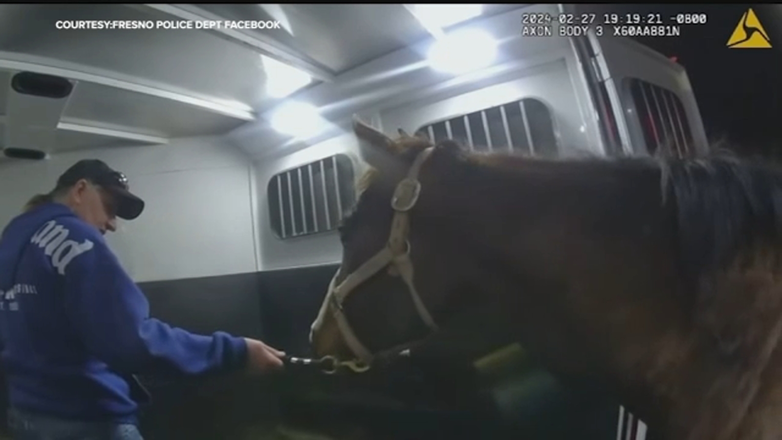 Fresno police, Fresno Animal Center help rescue horse