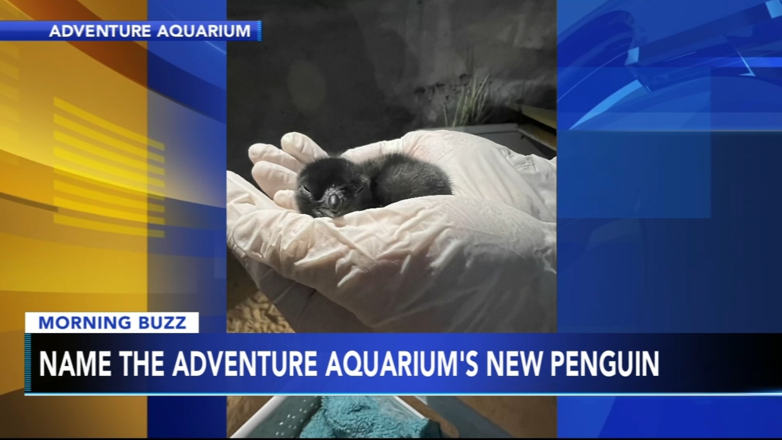 Adventure Aquarium in Camden, New Jersey, taking votes to name newly
