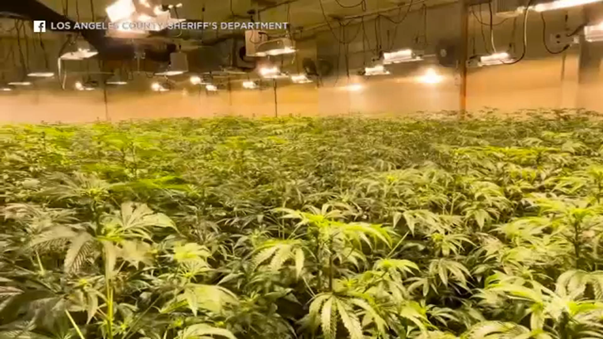 LASD incauta más de 5,500 plantas de marihuana en redada en almacén
