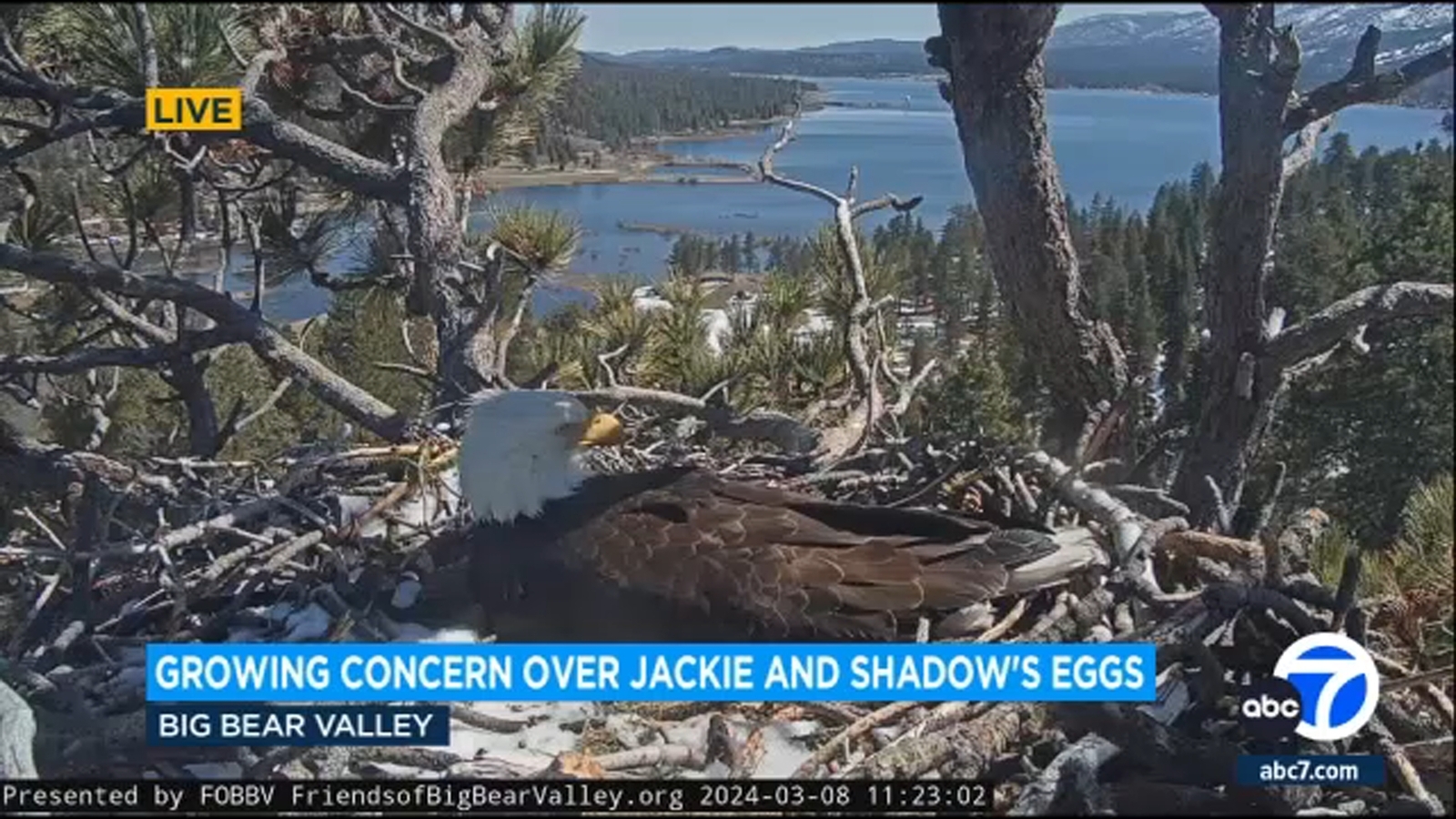 One of Big Bear eagles' eggs no longer viable to hatch, expert with
