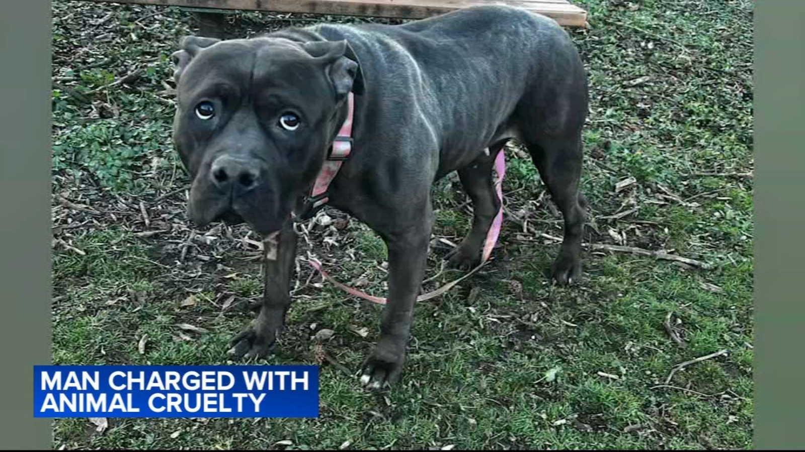 Abraham Myers charged with animal cruelty after leaving dog tied to ...