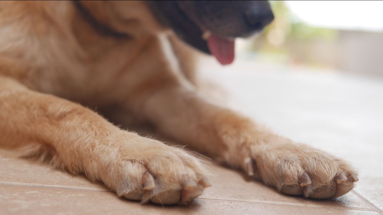 Houston man accused of shooting, blinding neighbor's dog with pellet