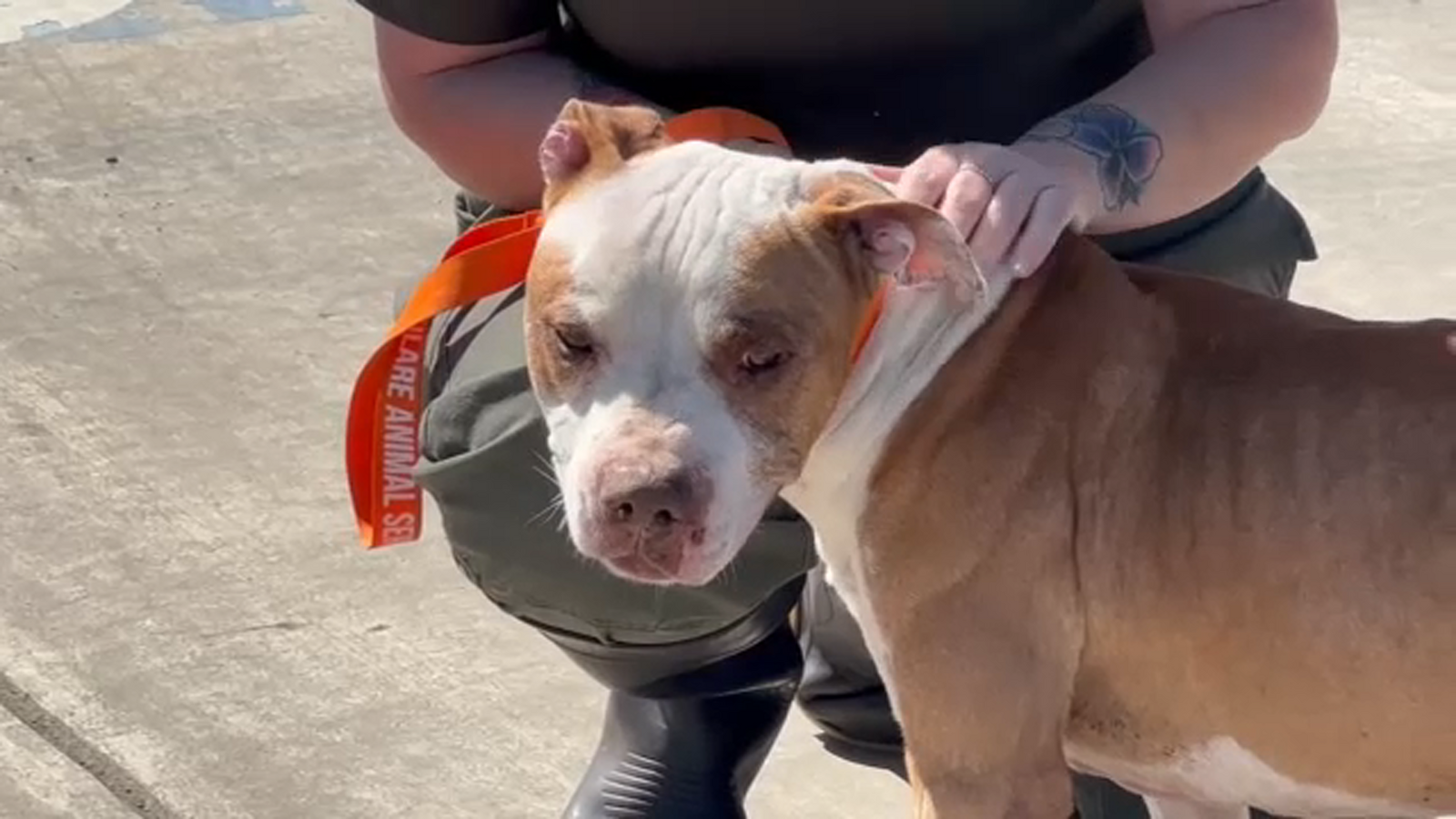 Rise in animal neglect across the Valley