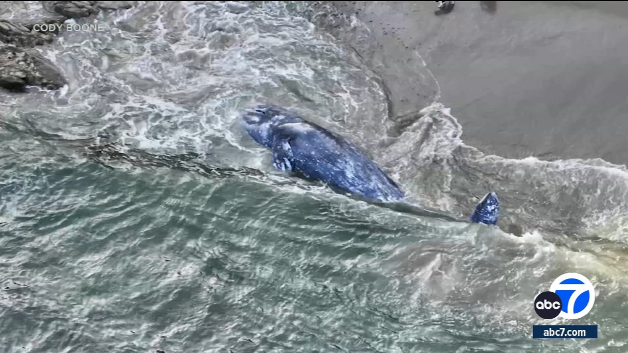 Large gray whale washes ashore in Point Dume