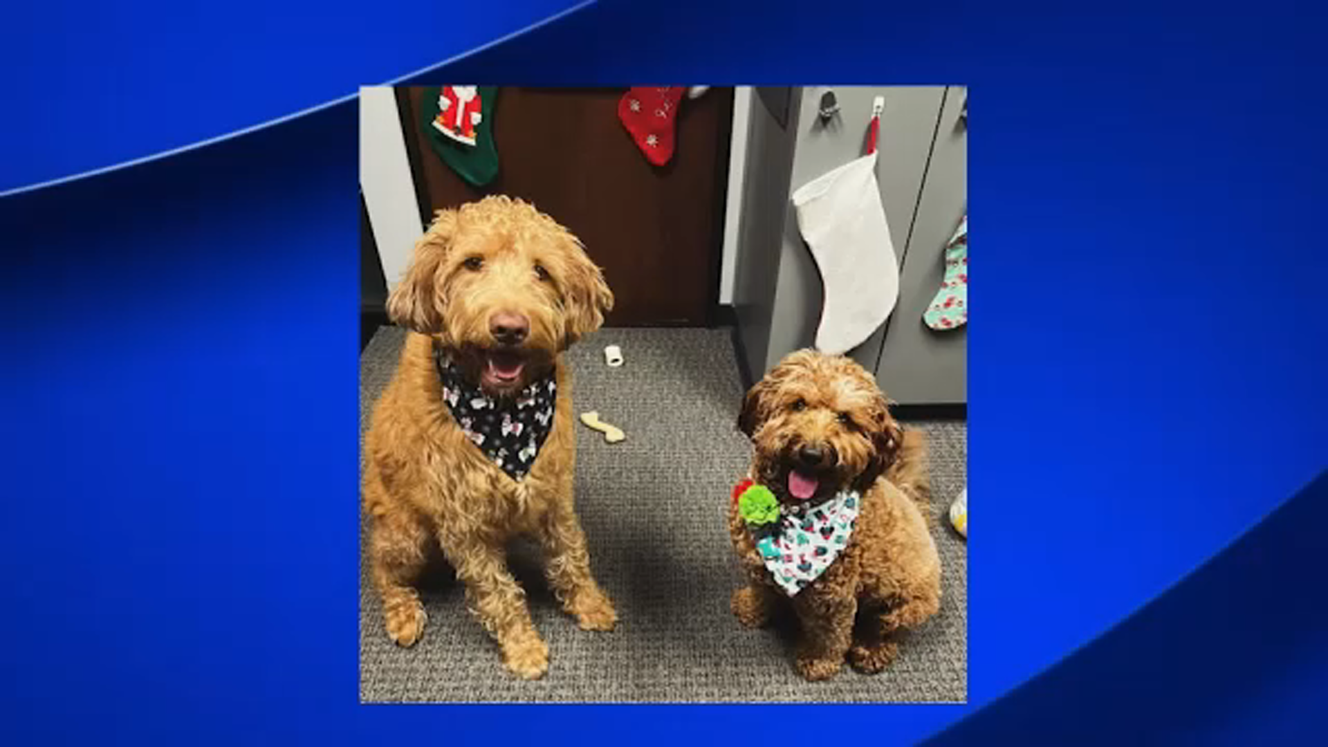 Facility Dog Program comes to an end at Hanford Police Department