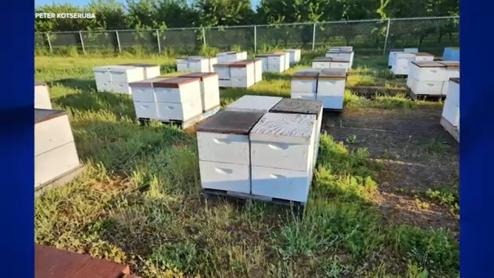 Thieves steal nearly 200 beehives from farmer in Fresno County