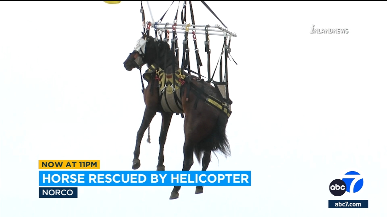 Horse airlifted to safety after getting stuck in Santa Ana River in IE