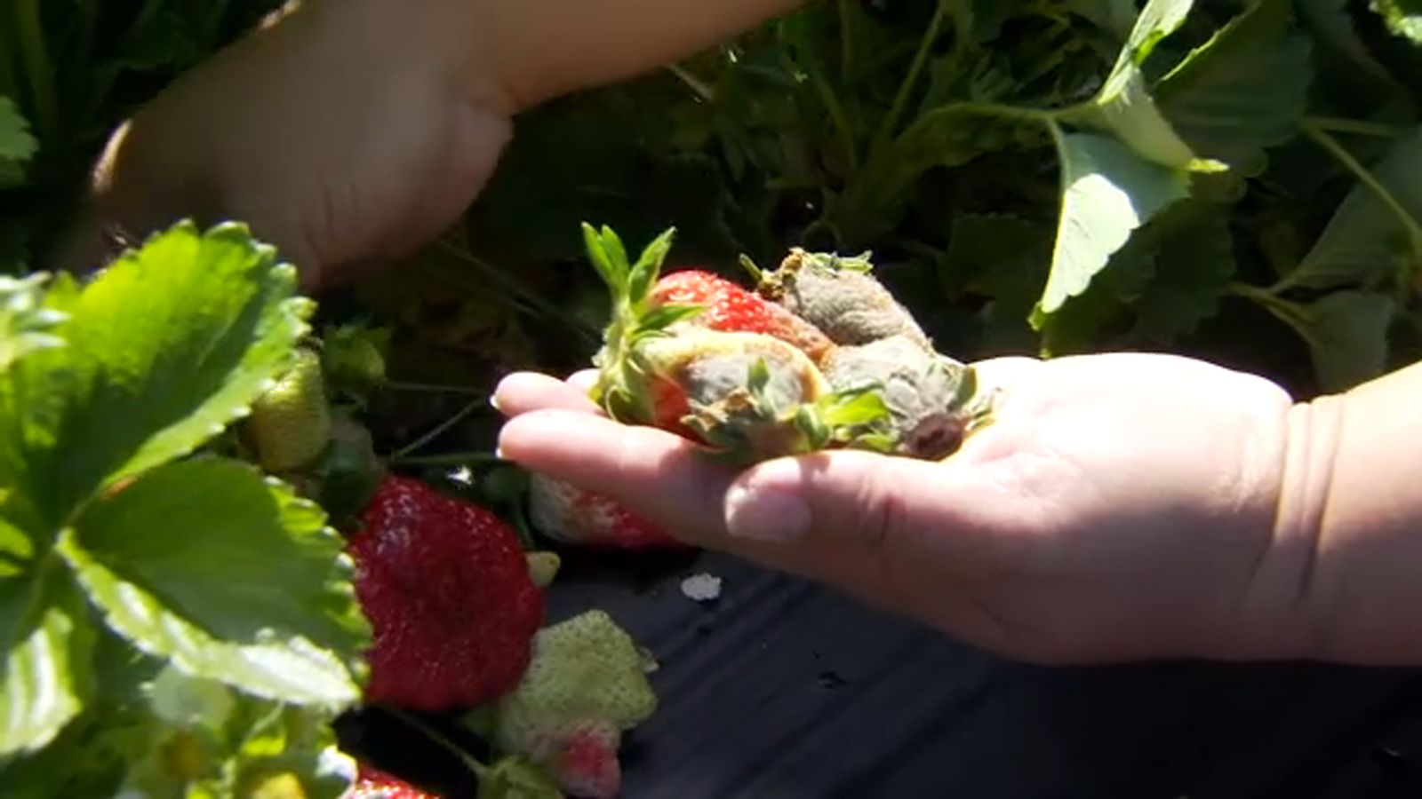 Farm near Sanger dealing with strawberry damage after storms