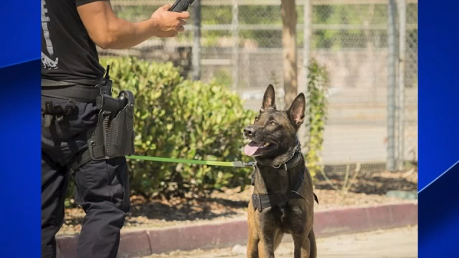 K9 Krash euthanized after retiring from Hanford Police Department