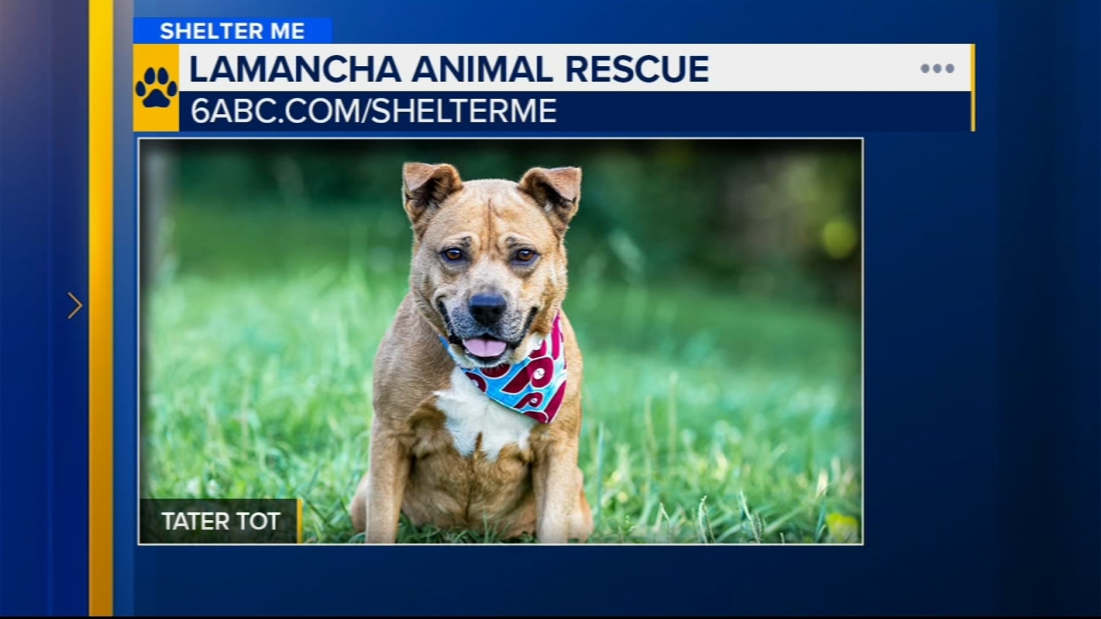 Shelter Me Tater Tot the toyloving pup finds his perfect match 6abc