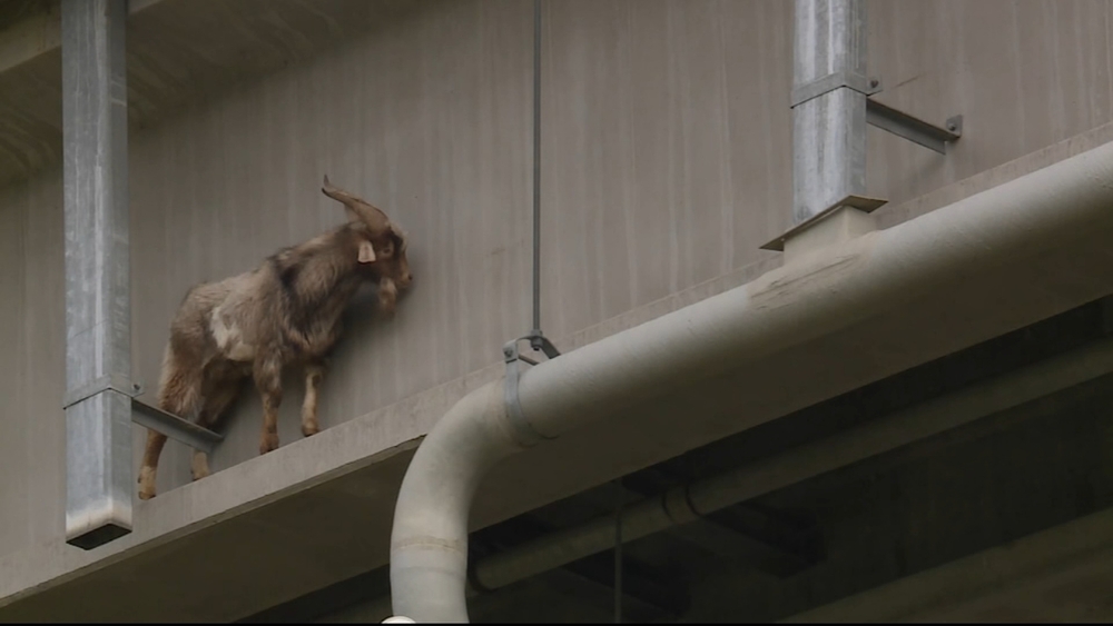 VIDEO: Mountain goat rescued after becoming tapped on overpass