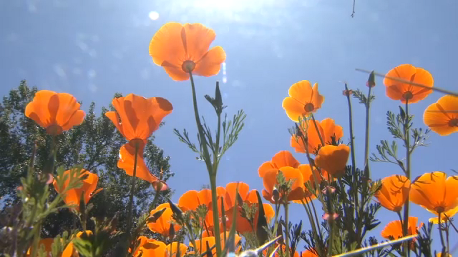 Weather whiplash raising questions about summer in Central California