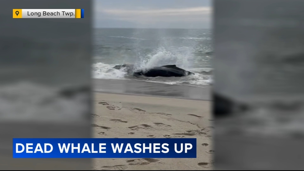 Humpback whale found dead on shore in Long Beach Island, NJ
