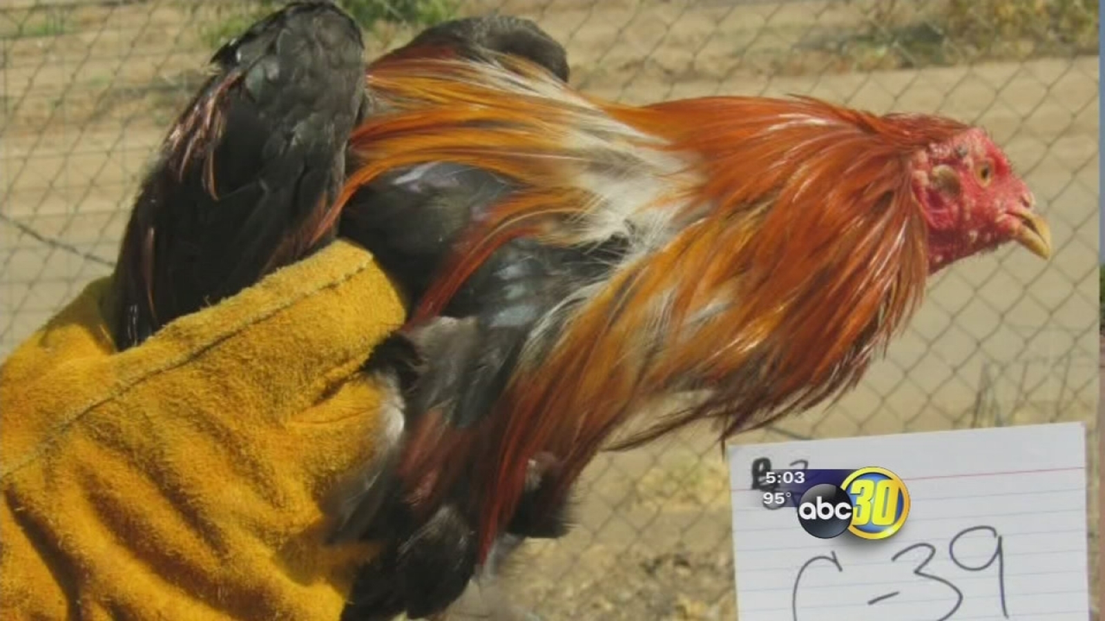 Reedley Police investigate possible cockfighting ring after seizing 150
