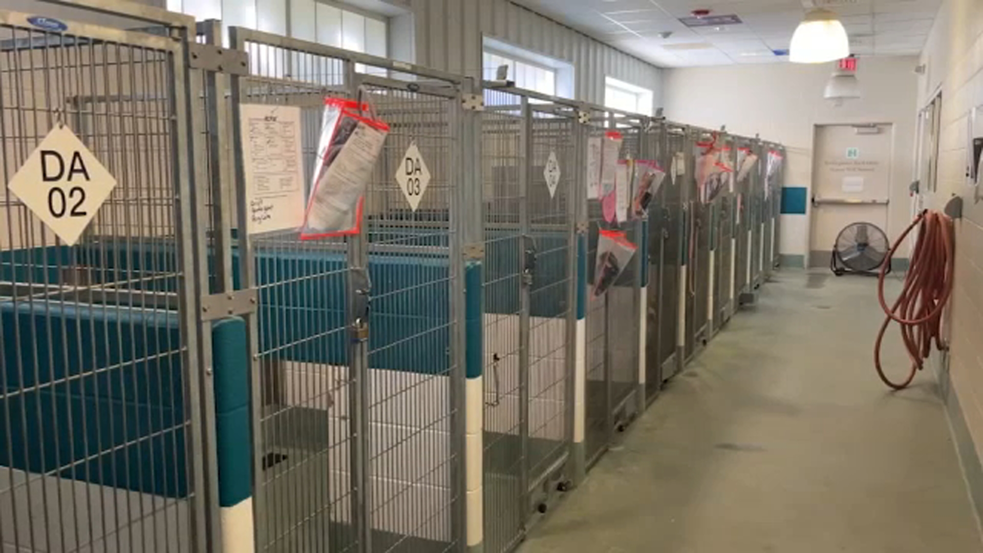 Scammers targeting owners of lost pets