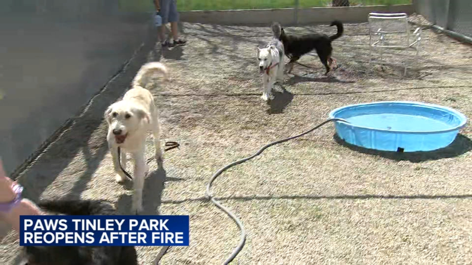 Pet adoption near me: PAWS Tinley Park, IL reopens after animal shelter(00)