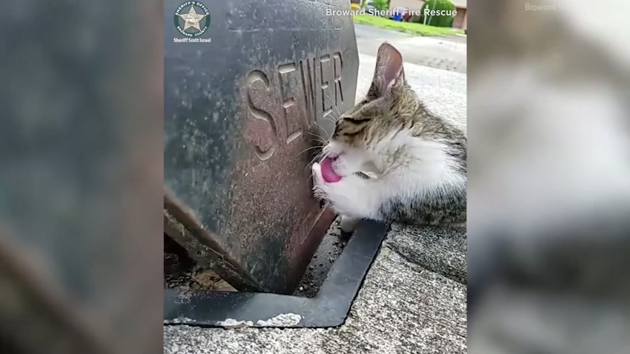 Cat with paw trapped in sewer grate rescued by firefighters, veterinary