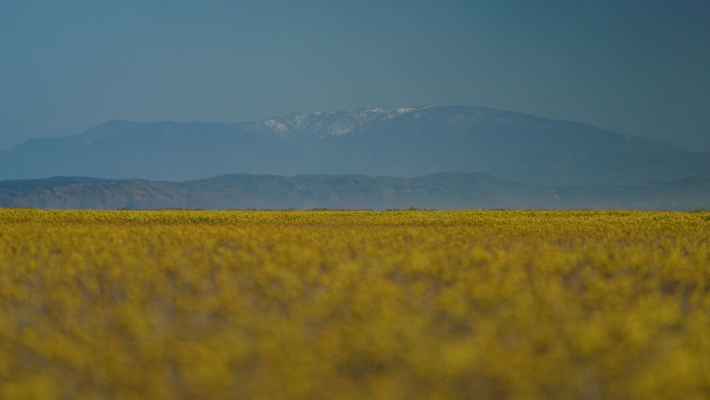Wildflowers on display in California's hidden gem