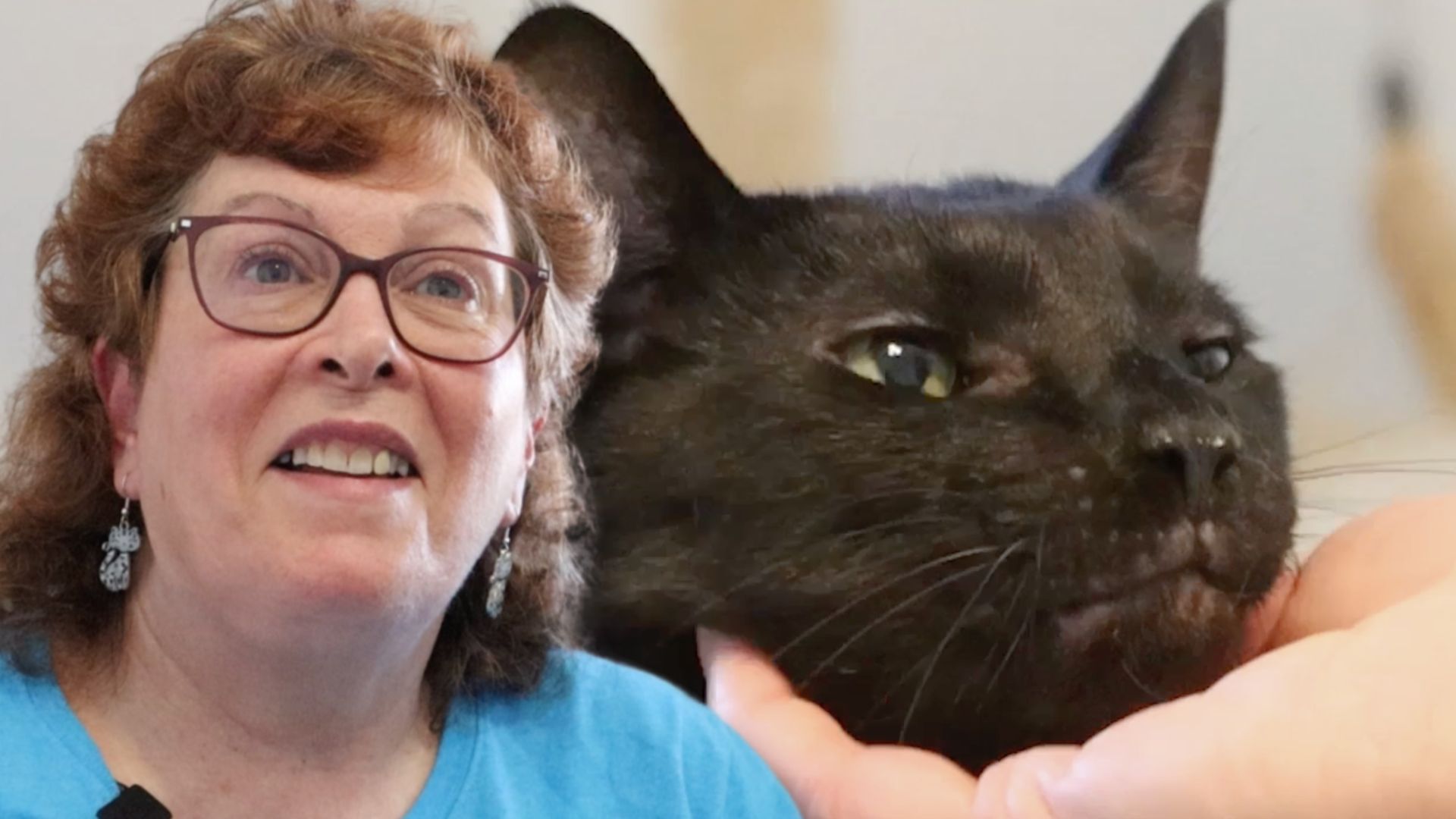 Bingo's Foundation shelters rescued cats awaiting their forever home