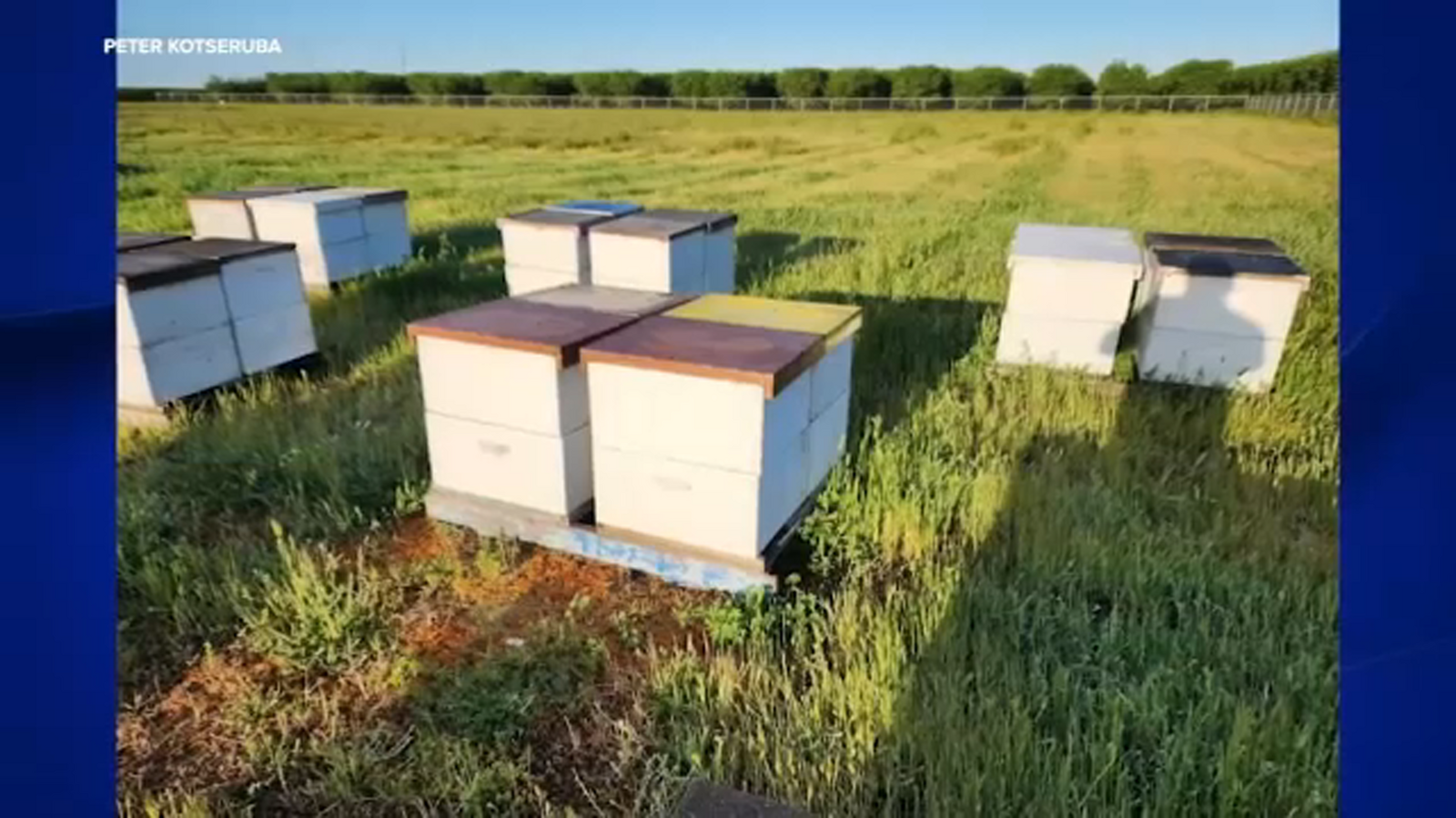 Hundreds of stolen beehives found by deputies in Fresno County