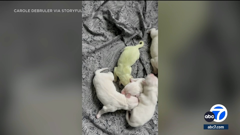 Golden retriever puppy born green becomes viral sensation