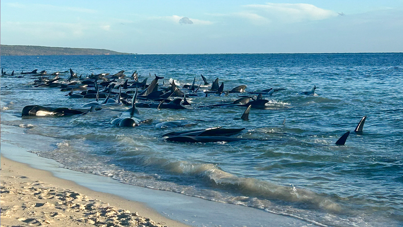 Over 100 pilot whales beached on