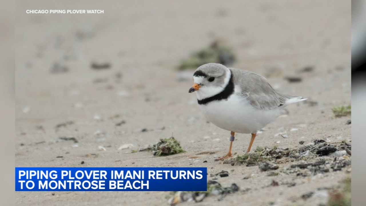 Imani, piping plover, returns to Montrose Beach in Chicago - Vimarsana News