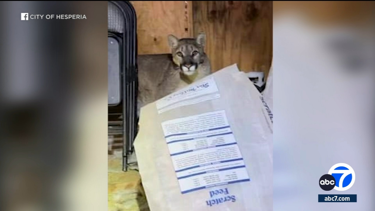 Mountain lion released after getting trapped in shed at Hesperia home