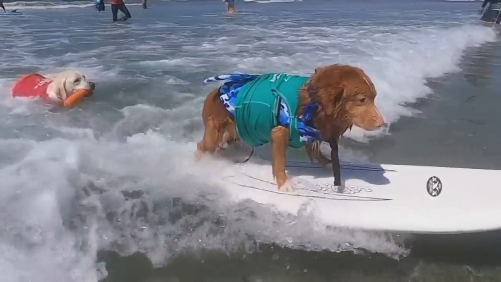 Pacifica dog surfing competition saved through donations