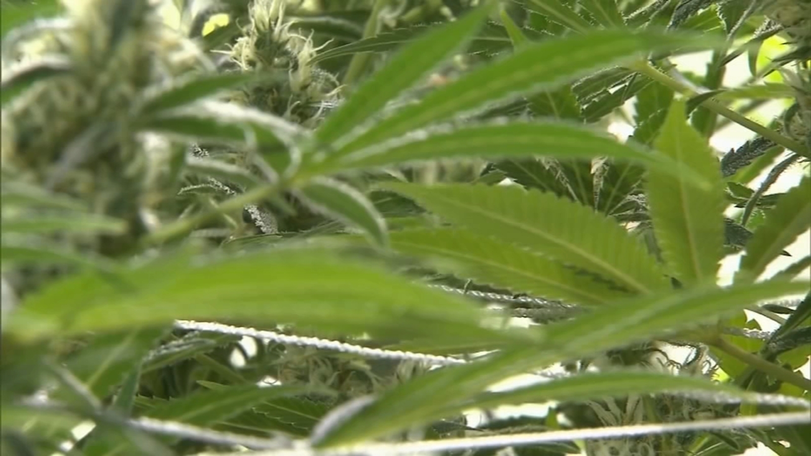 Justice Department formally moves to reclassify marijuana as a less dangerous drug in historic shift
