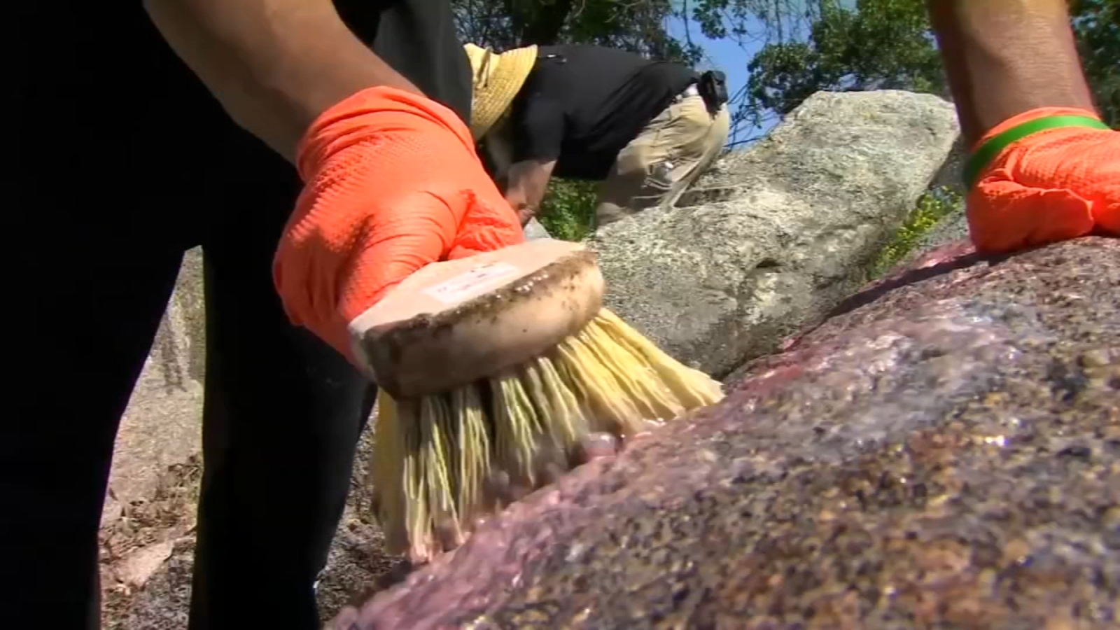 Kings River High School students clean up graffiti on popular nature trail ABC30 Fresno