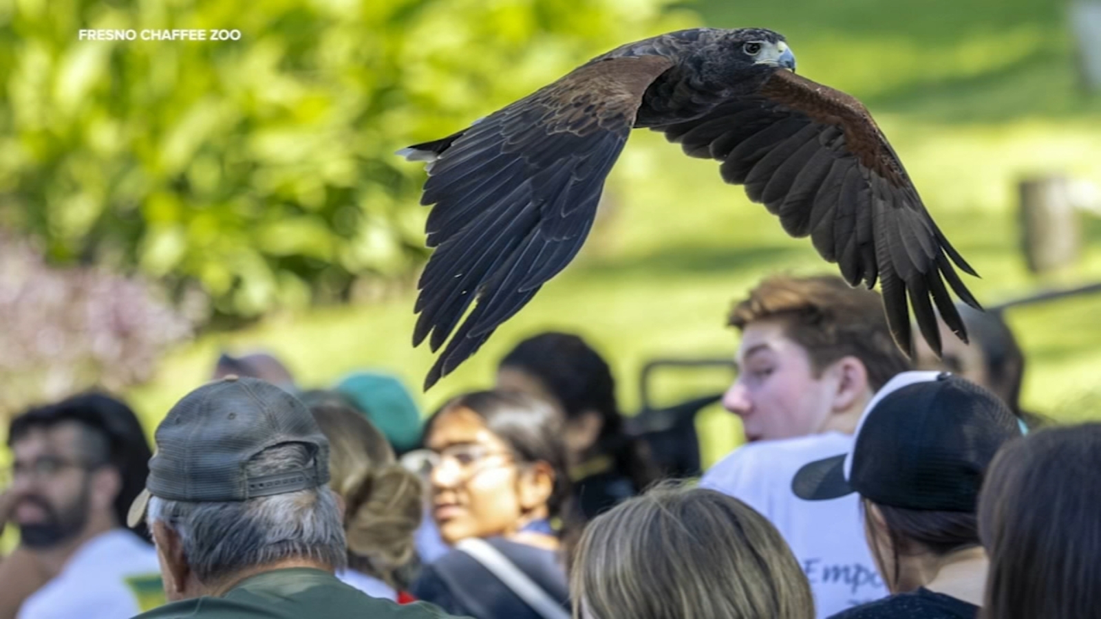 Missing hawk returns to Fresno Chaffee Zoo after 15 months