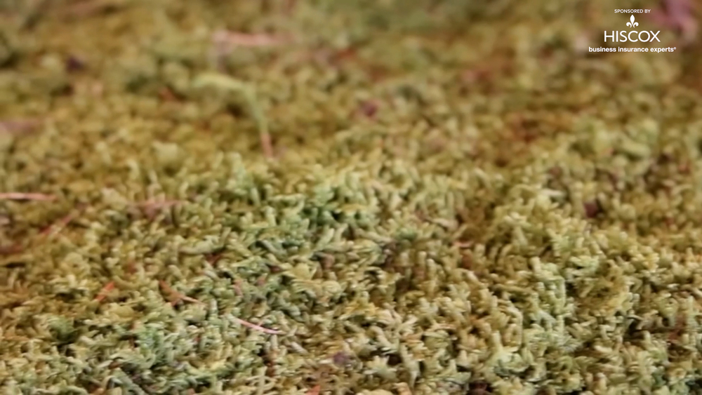 Moss Acres creates beautiful art with often-overlooked plant