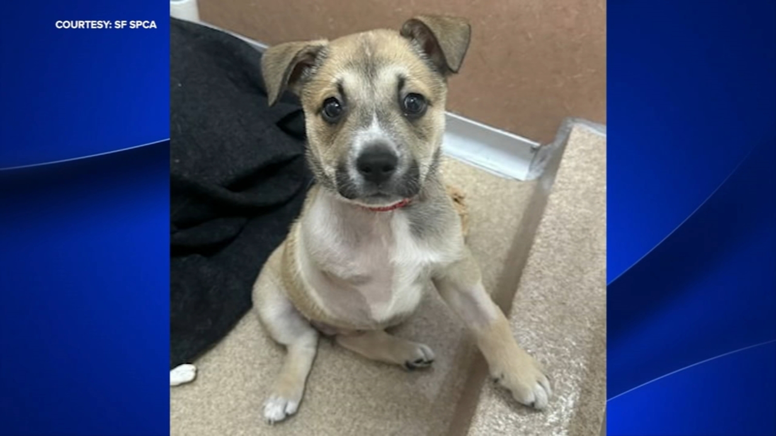 Puppy rescued from well in Fresno County looking for forever home