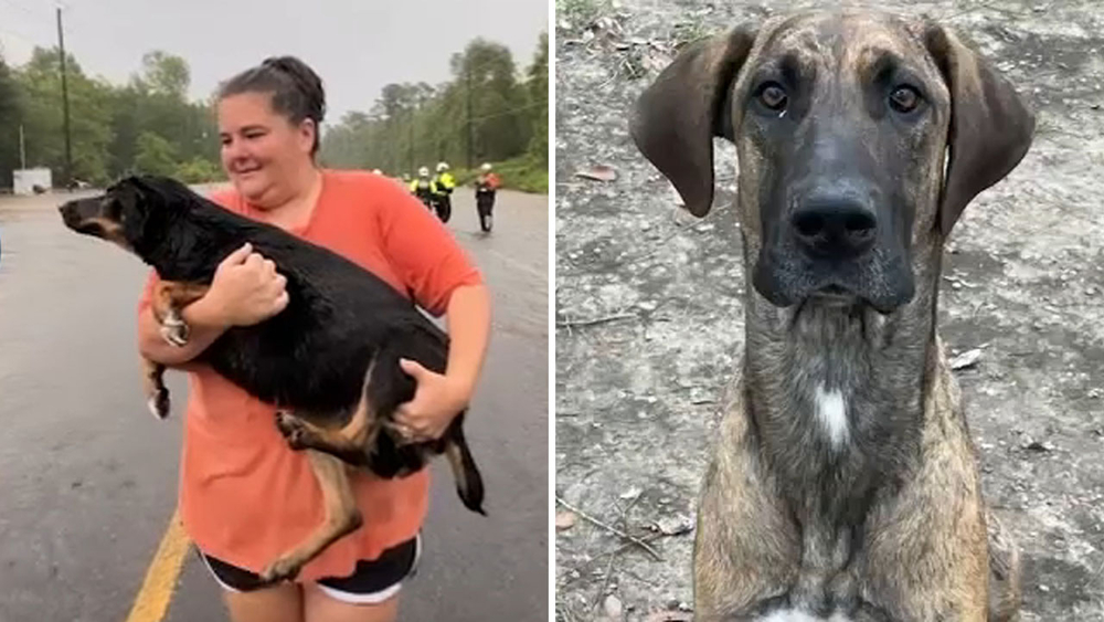 Plum Grove family driven out by flooding forced to leave dog behind