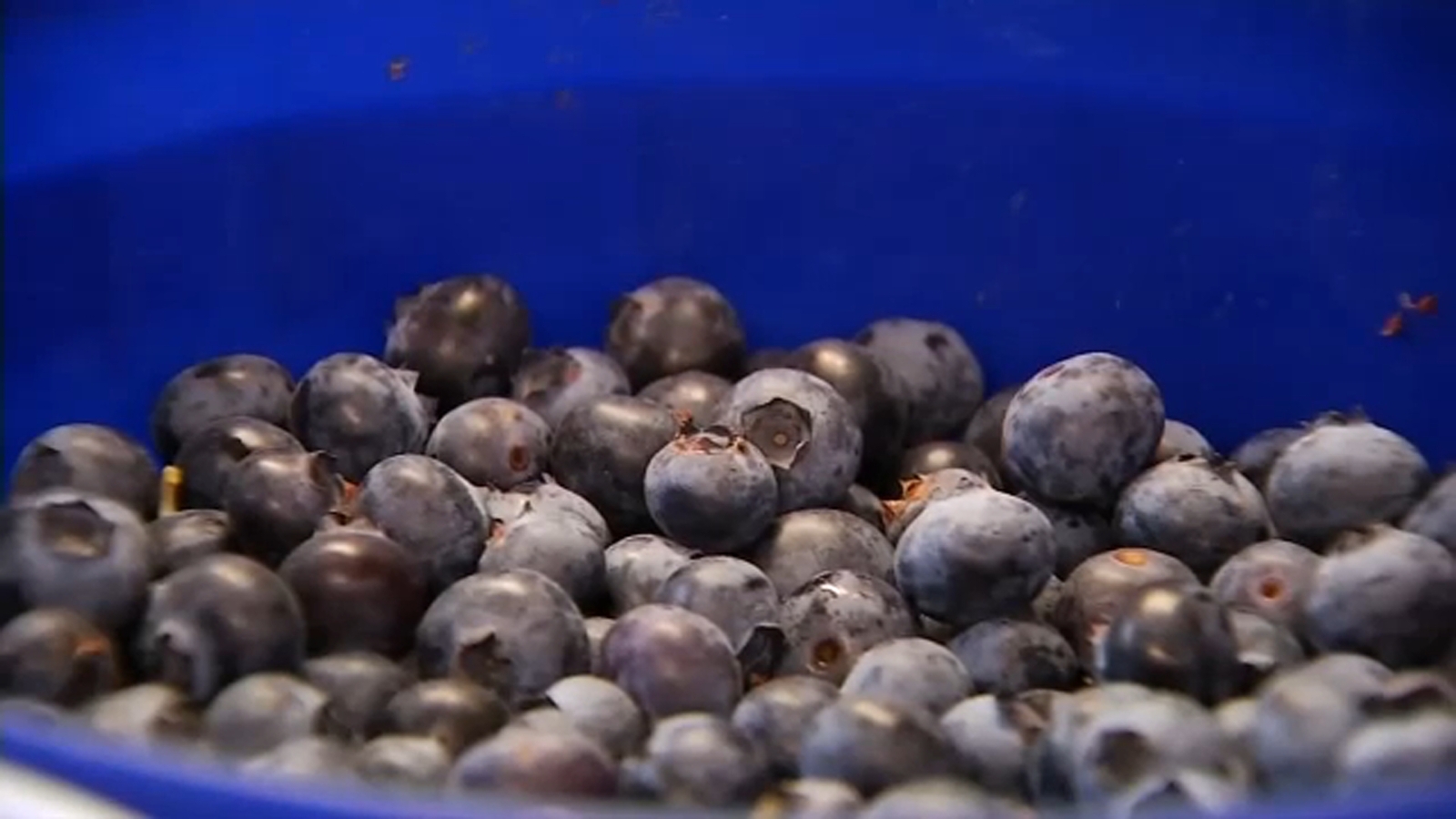 Fresh Friday: The benefits of Blueberries - ABC30 Fresno