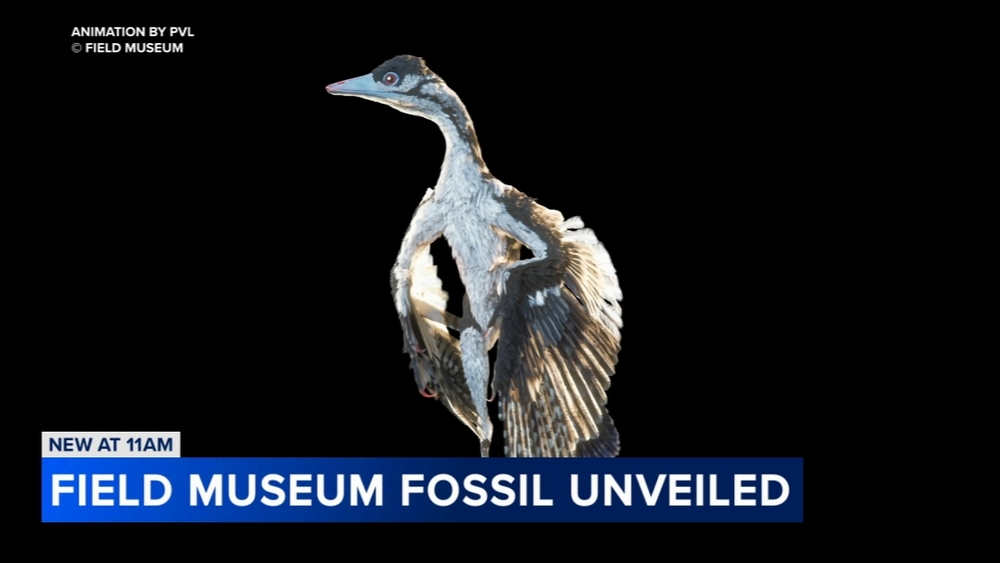 Dinosaur fossil to be displayed at The Field Museum