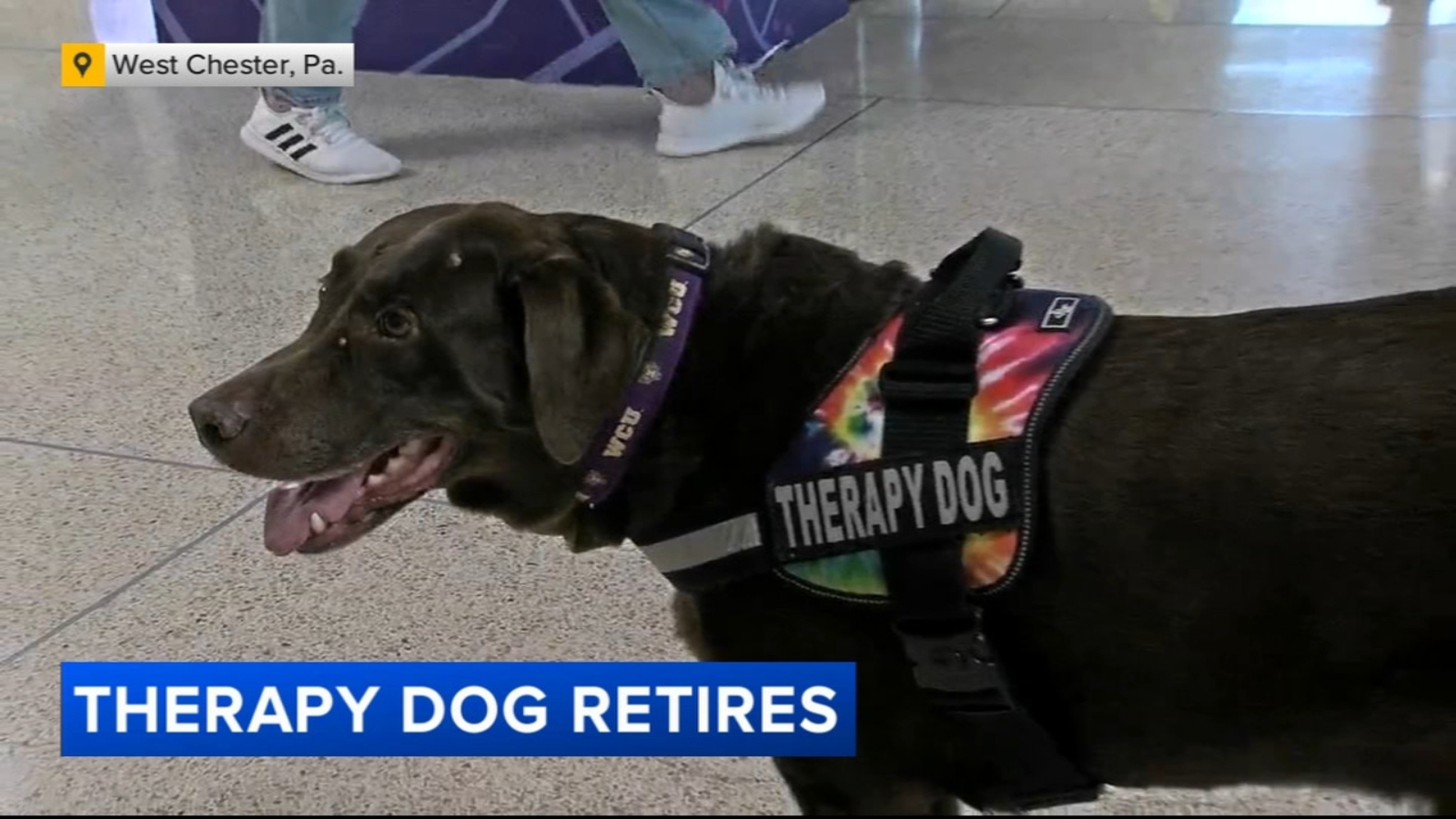 West Chester University holds retirement party for therapy dog 'Muddy ...