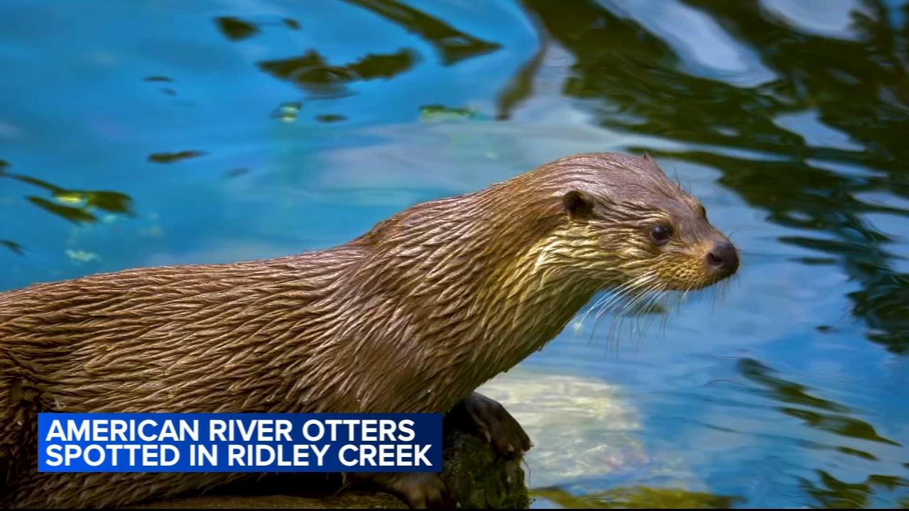 American River Otter spotted in Chester County for first time in over 100 years, experts say