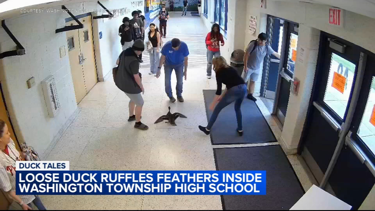 Video shows duck flying inside NJ high school